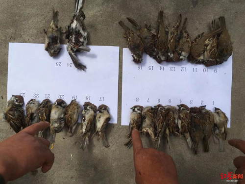 4男子弹弓打落20多只麻雀被刑拘