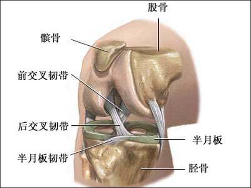 揭秘 半月板伤病科普 锡安的膝盖究竟伤在哪里 手机新浪网