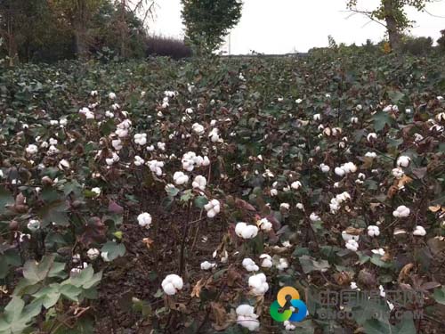 江苏盐城:籽棉采摘约七成 收购加工市场清淡|棉花_新浪财经_新浪网