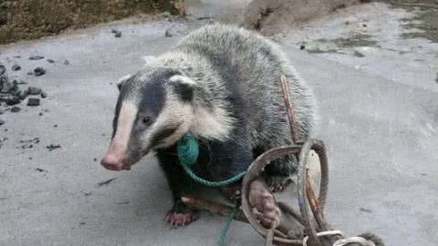 生物的啃食,平坝农民朱高明用铁丝网下套捉住了罪魁祸首——野生猪獾