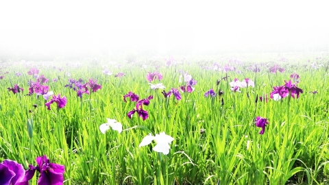 打卡网红新景点扬州团结湖畔百余种花菖蒲盛开 鸢尾 菖蒲 花菖蒲 新浪新闻