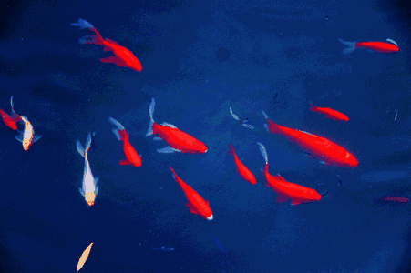 观赏鱼缸下药无效,从以下几个方面找原因|药物|漂白粉|疗程_新浪新闻