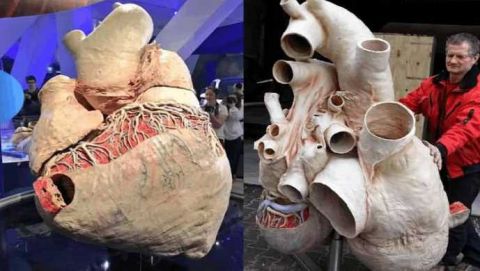 据专家介绍,这是历史上第一颗保存得如此完整的海洋哺乳动物的心脏