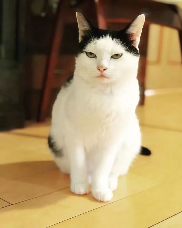 为什么我能从一只猫脸上看出英俊?这邪魅的笑容!