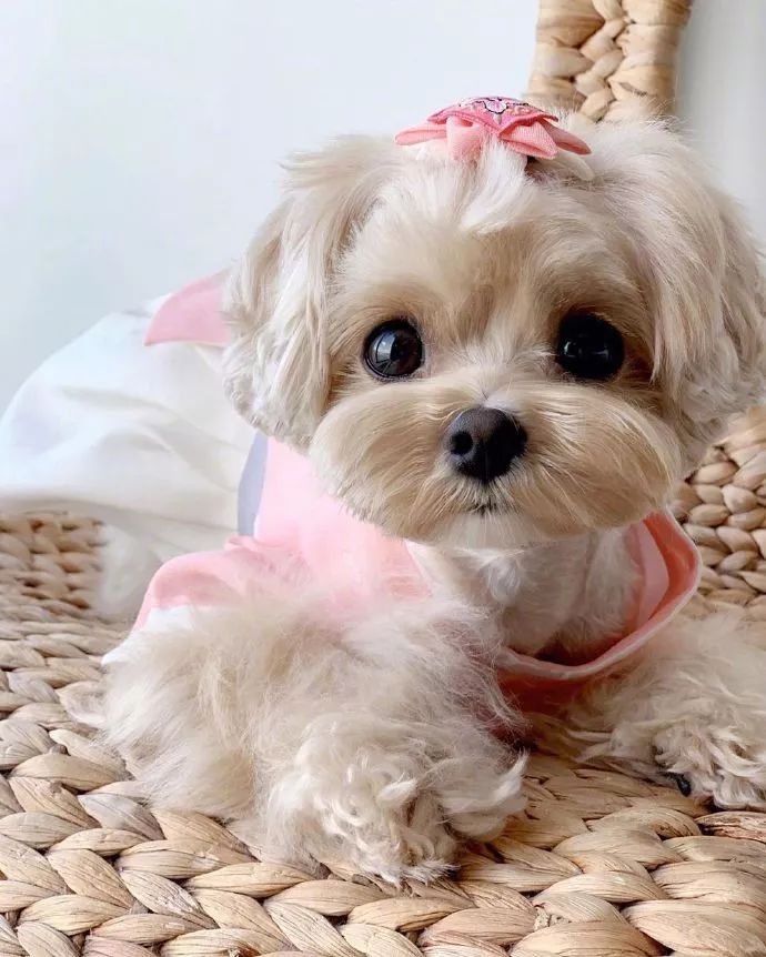 可爱的狗子都是别人家的!大眼睛萌宝宝som太漂亮啦!