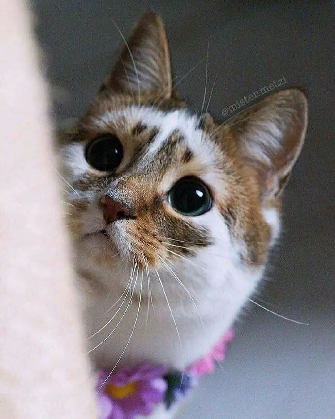 一脸无辜的漂亮的猫咪太可爱惹被治愈了