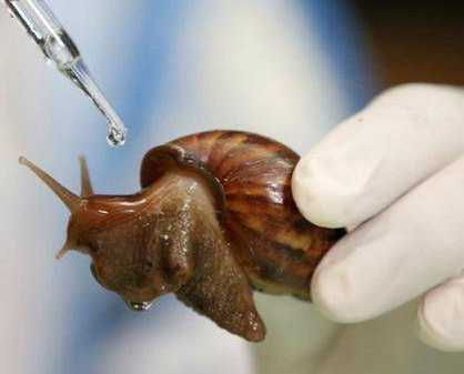 泰国人养巨型蜗牛提炼粘液做化妆品月收入超过平均值5倍