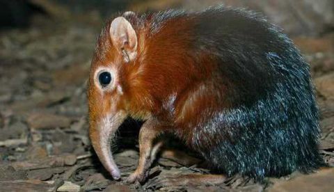 盘点世界上最罕见"萌兽",有些比大熊猫还稀有,很少见