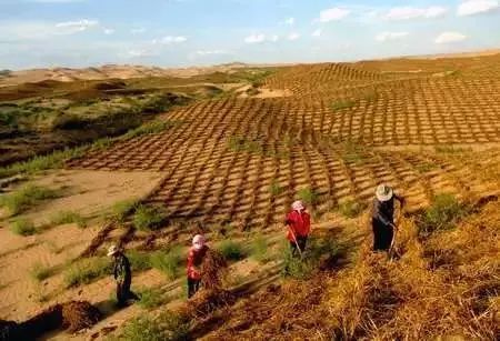 旨在积极应对萨赫勒和撒哈拉地区土地退化和沙漠化对社会,经济,环境的