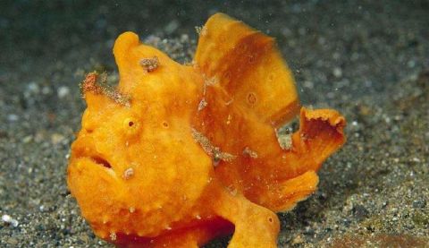 壁鱼还有一件非常厉害的本领,它们是脊椎动物中咬合速度最快的物种