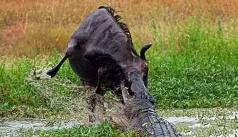 也许角马也希望小角马过来帮忙,只是在吃草动物本能里,若被猛兽偷袭