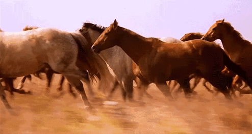 494_263gif 动态图 动图