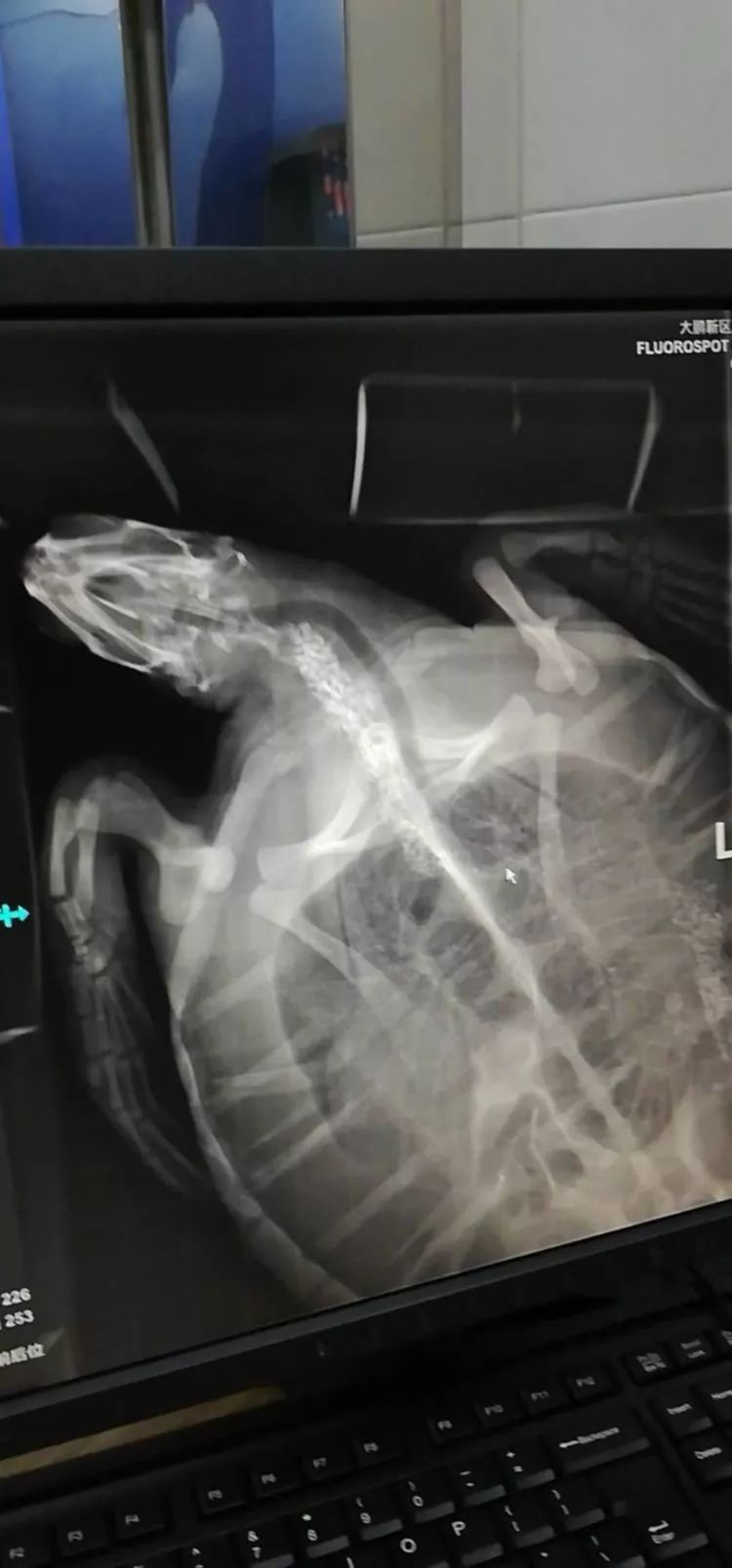 第一张绿海龟x光片拍下了可能是深圳医院系统一只体长半米左右的绿