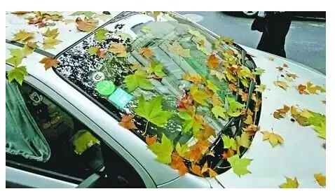 车上堆起来的树叶不清理，会伤车吗？