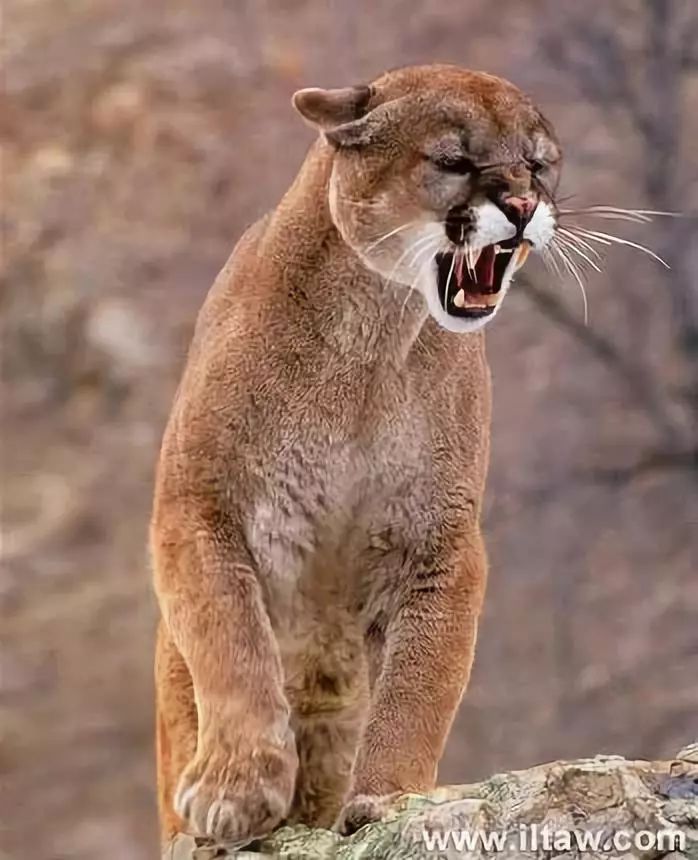 相机都不会装的巡护员和豹猫差不多额,沙猫,它在伊朗山地的出镜率沙