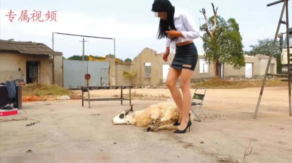 "网红"美女拍虐杀动物视频:定制贩卖成为灰色产业链