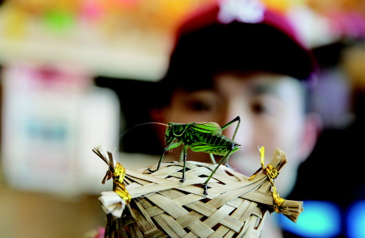 崂山蝈蝈来啦!根据大小价位从30元到百元不等