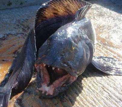 美国男子海岸潜水捕获丑陋怪鱼嘴里的獠牙让人望而生畏