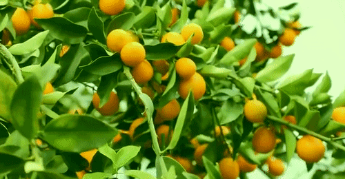 好物丨98%的人忽略的水果,润肺止咳"比药管用",每天1杯,四季常备!