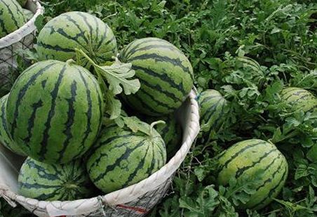 西瓜吃不完别放冰箱了!用这个方法放两天都不坏