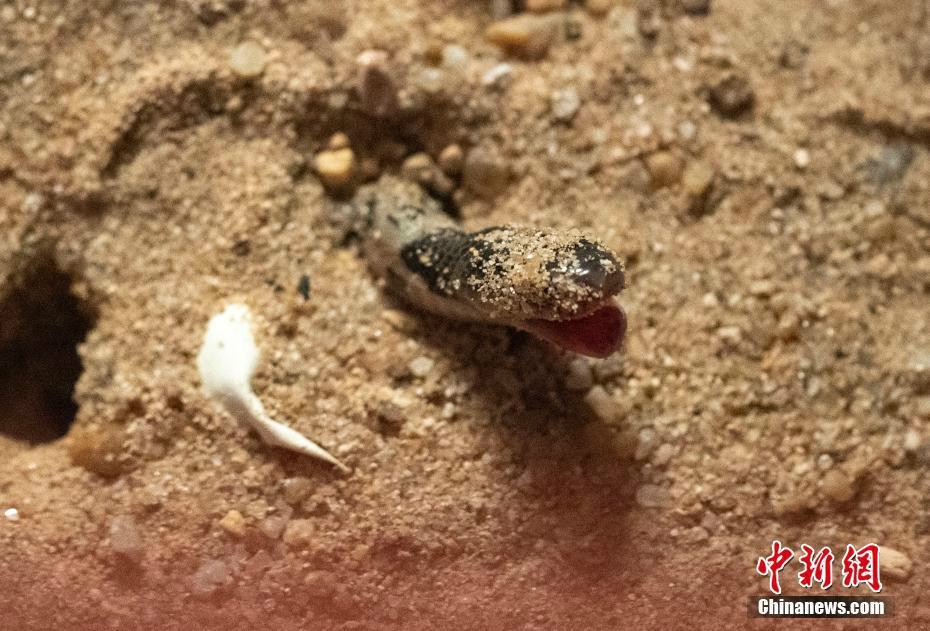 实拍一条眼镜蛇的破壳之路