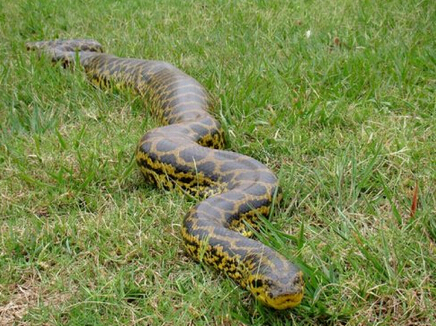 难逢敌手的沼泽之王亚马逊森蚺,也会受到大自然制衡天敌攻击