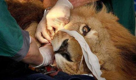 进行了两个多小时手术的雄狮也是一副生无可恋的表情,还有多久才能