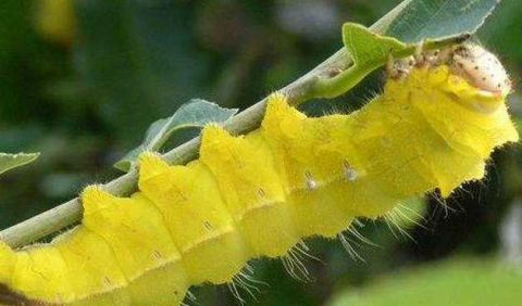 不会把它认错,它很像我们经常看见的毛毛虫或者是在菜叶上看见的豆虫