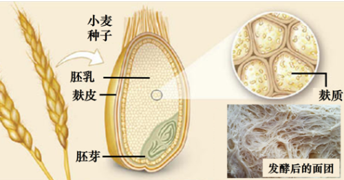 图1.麸质主要存在于种子的内胚乳中图2.
