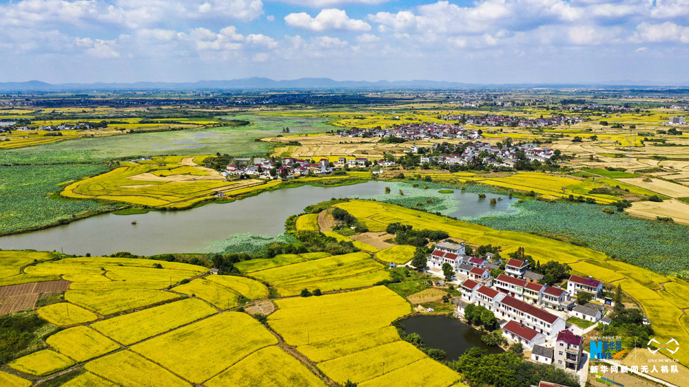 眼下正是安徽省马鞍山市郑蒲港新区的水稻收获时节,山水之间,金黄的