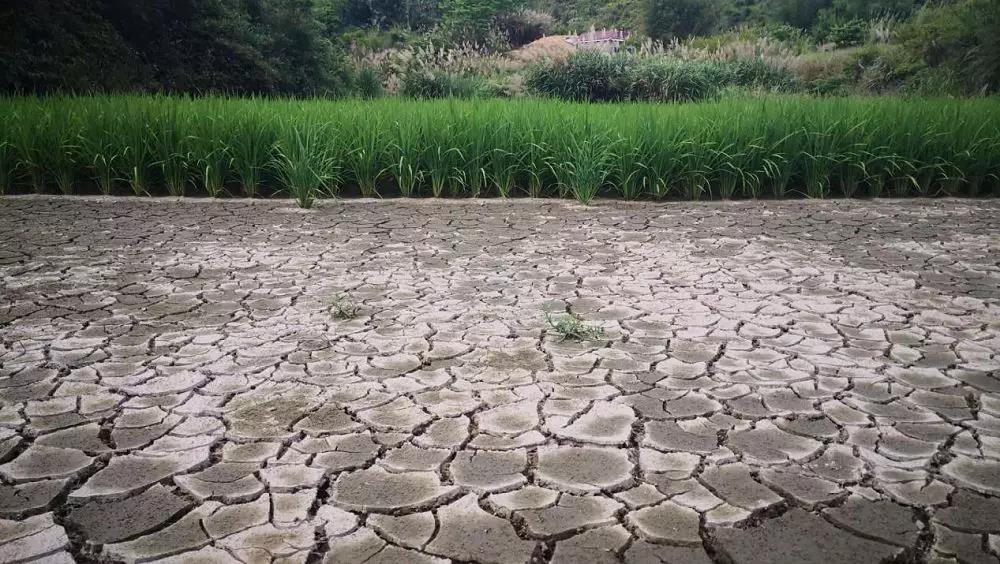 广东多地旱情严重稻田干裂群众日常用水困难