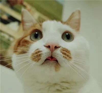 这只猫咪天生自带腮红,加上天真无邪的眼神,让人一看就想到.
