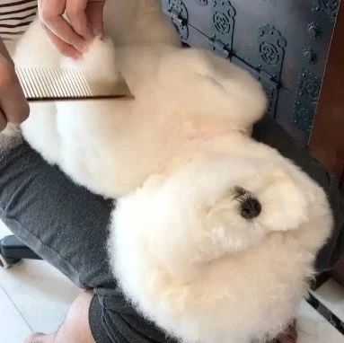 网友说他家金毛特别好玩,一听到吃饭就会疯狂.转圈圈!