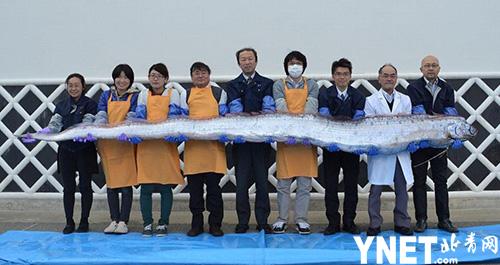 日本海域惊现十多条深海桨鱼 当地人称是地震来临的信号|鱼|日本海域|地震_新浪新闻