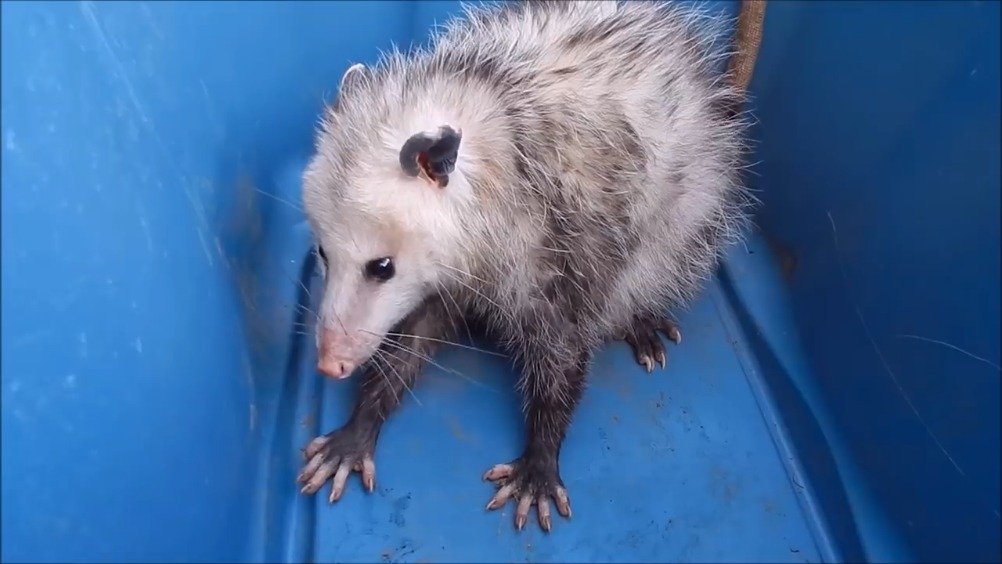 给大家看看,负鼠实际上没有什么攻击性的