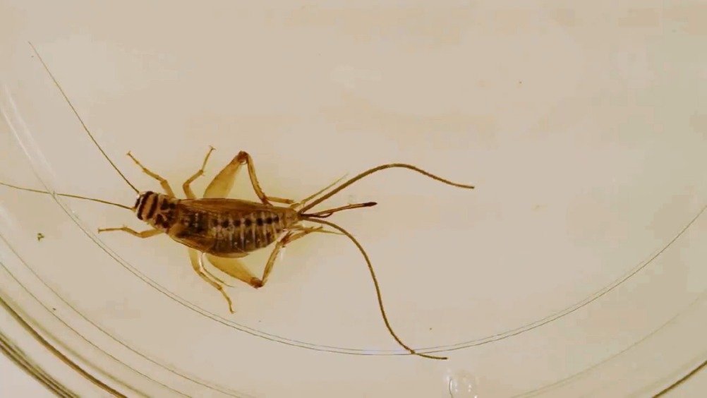 在水塘边见过铁线虫在水中蠕动其实它们并不是自己爬进水里的