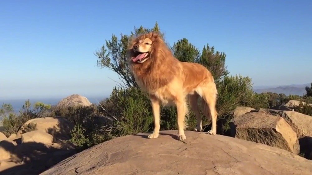 告诉你如何在家里养一头狮子当宠物!原来雄狮与金毛