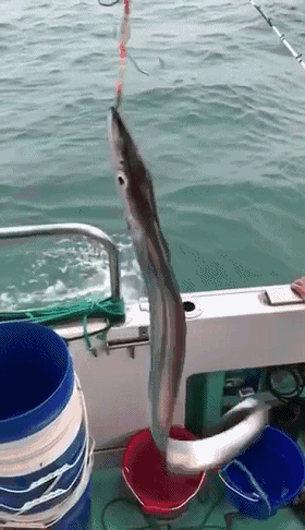 野生海鲜竟可以全普宁配送上门?从渔港到你家!速看!