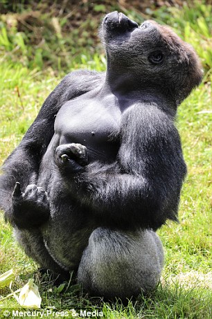 美国动物园一只银背大猩猩沉迷空气吉他不能自拔 动作到位表情销魂