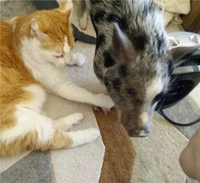 自从家里养了橘猪后,这蜜汁萌的画风,隔着屏幕都要馋哭惹.