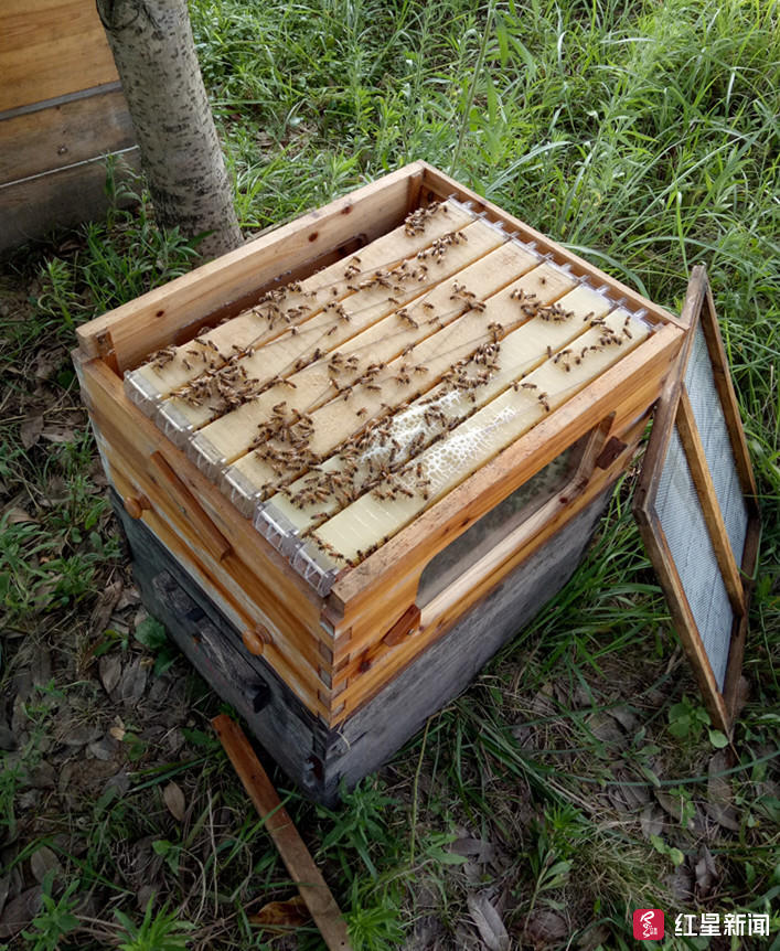 巴中90后老师发明自动取蜜蜂箱,蜂蜜易流出产量增加