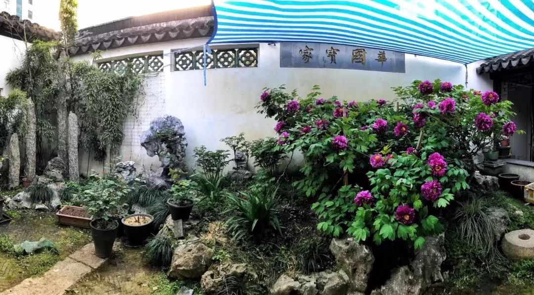 被bbc拍摄过的小娄巷秦家老宅百年牡丹开花啦,花朵数创新纪录!