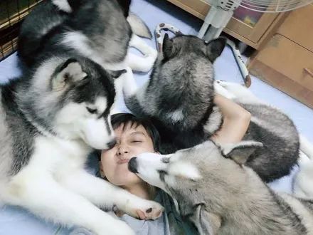 网友晒出自己和一群哈士奇的合照,简直太幸福了,哈哈.