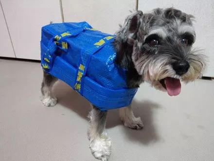 用购物袋给狗狗做出完美雨衣,网友看完纷纷表示:跪求教程!