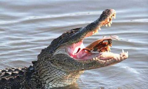 鳄鱼吃鲎,一口气吞进去,不一会又乖乖吐出来,反复数次