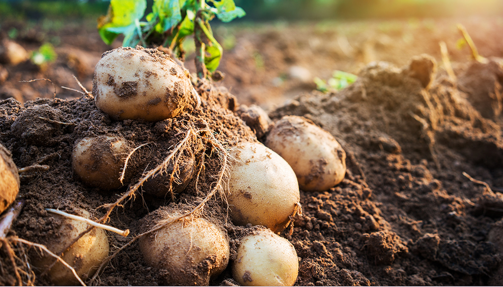 乐见了不起的土豆