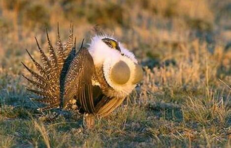 地球上的怪鸟,第二种不惧12级台风,最后一种鸟骨值440万