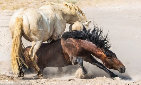 两匹野马犹他西部沙漠中翻滚撕咬场面震撼