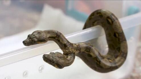 美国现罕见双头蟒蛇 还有两个心脏和两个食道