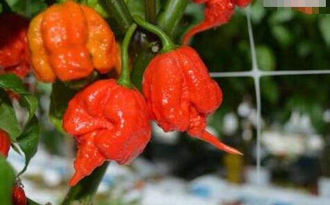 男子吃辣椒比赛中吞食"死神辣椒" 患霹雳样头痛就医!